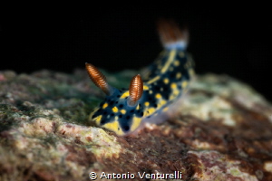 Hypselodoris infucata_March 2025
(CanonRF100,1/200,f16,i... by Antonio Venturelli 